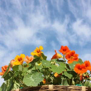 Nasturtium Jewels of Africa Seeds