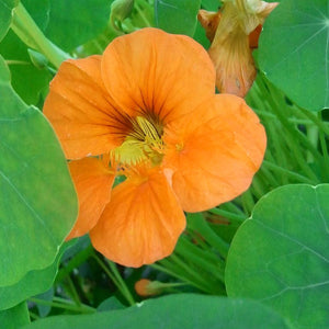 Nasturtium Tip Top Apricot Flower Seeds