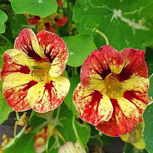 Nasturtium Ice Cream Sundae Flower Seeds