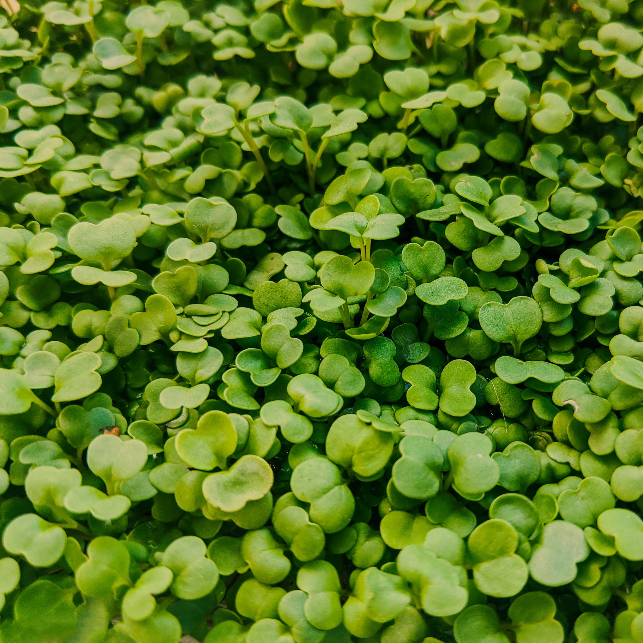 Nasturtium Pepperspark Microgreen Seeds