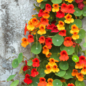 Nasturtium Tall Single Flowered Mixed Flower Seeds