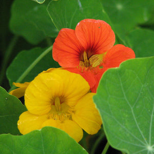 Nasturtium Whirlybird Flower Seeds