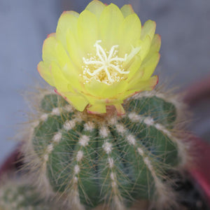 Parodia Notocactus Mixed Cactus Houseplant Seeds
