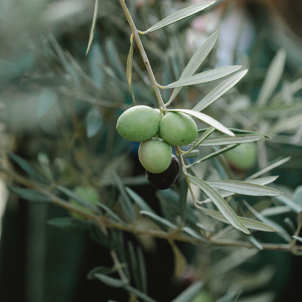 Dwarf Olive Tree Olea Europa Houseplant Seeds