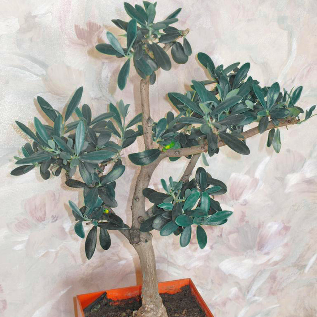 olive tree seeds for planting Dwarf Olive Tree Olea Europa Houseplant Seeds – Easy Grow Seeds