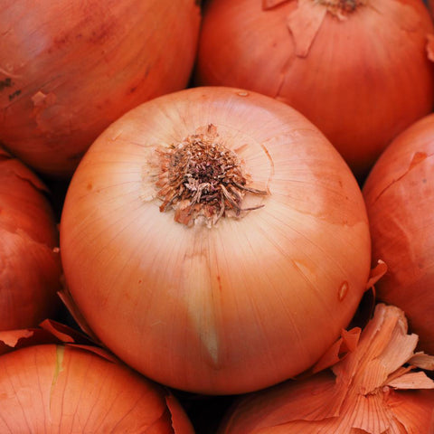 Onion F1 Toughball Vegetable Seeds