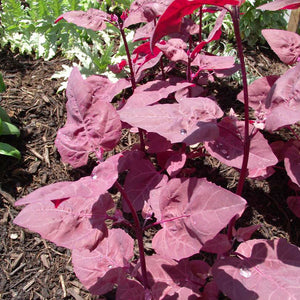 Orach Scarlett Emporer Seeds