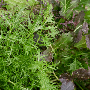 Oriental All Green Salad Mix Seeds