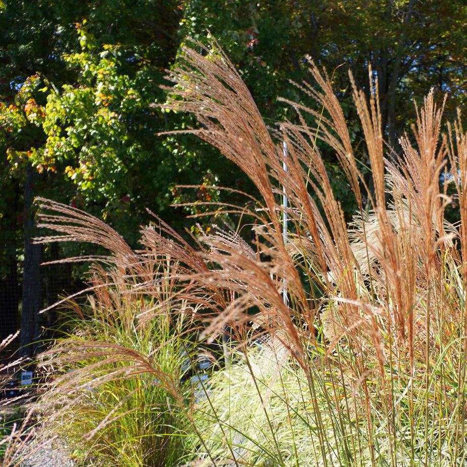 Mixed Ornamental Grass Seeds Easy Grow Seeds