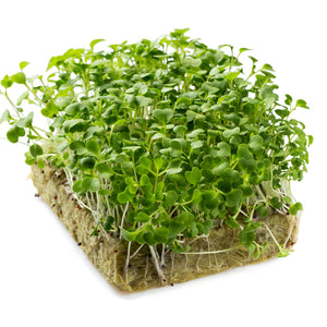 Pak Choi Microgreen Seeds