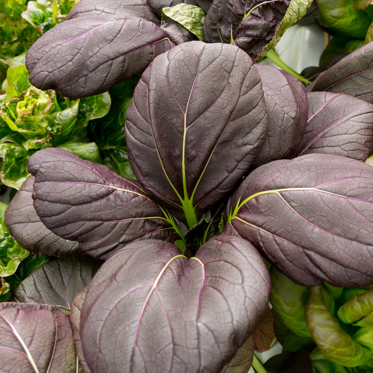 Red Lady Pak Choi Seeds – Easy Grow Seeds