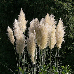 White Pampas Cortaderia Selloana Ornamental Grass Seeds