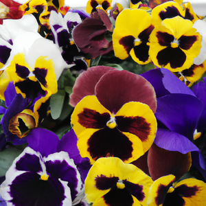 Pansy Swiss Giant Mixed Flower Seeds