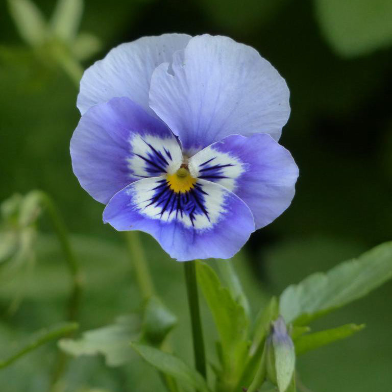 Pansy Joker Light Blue Flower Seeds