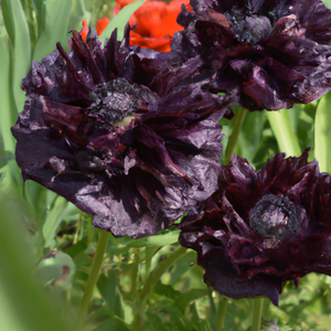 Papaver Black Peony Poppy Flower Seeds