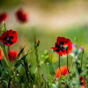 Papaver Lady Bird Poppy Flower Seeds