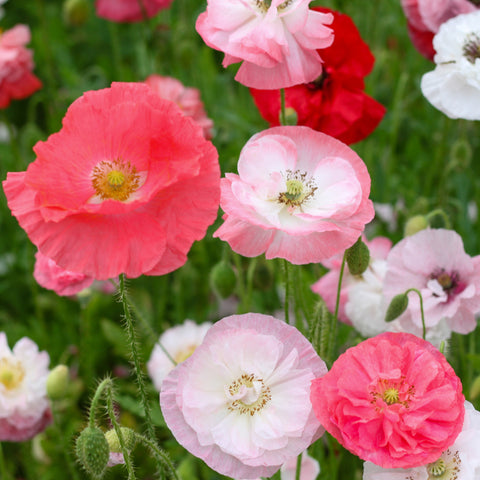 Papaver Shirley Poppy Double Flower Seeds