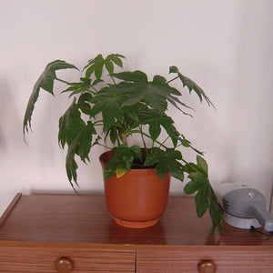 Fatsia Japonica Paperplant Houseplant Seeds