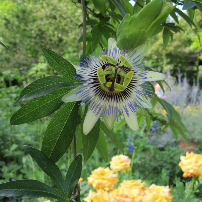 Blue Crown Passionflower Houseplant Seeds