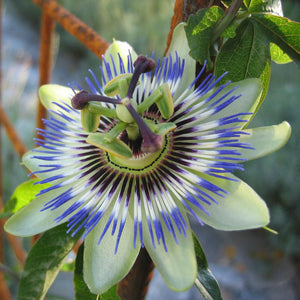 Blue Crown Passionflower Houseplant Seeds