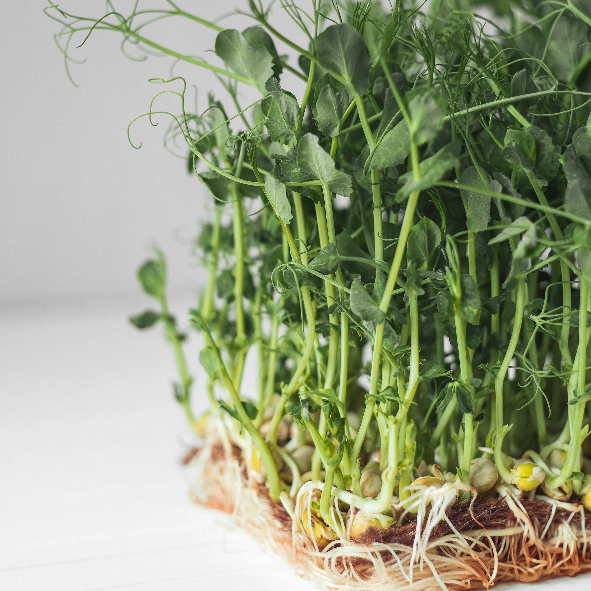 Pea Microgreen Seeds