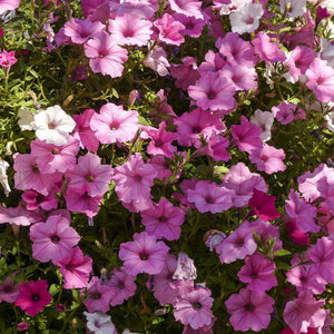 Petunia F1 Mirage Mixed Flower Seeds