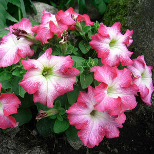 Petunia F1 Limbo Pink Morn Flower Seeds