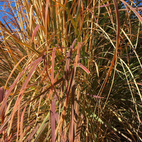 Stipa arundinacea Pheasant Tails Ornamental Grass Seeds