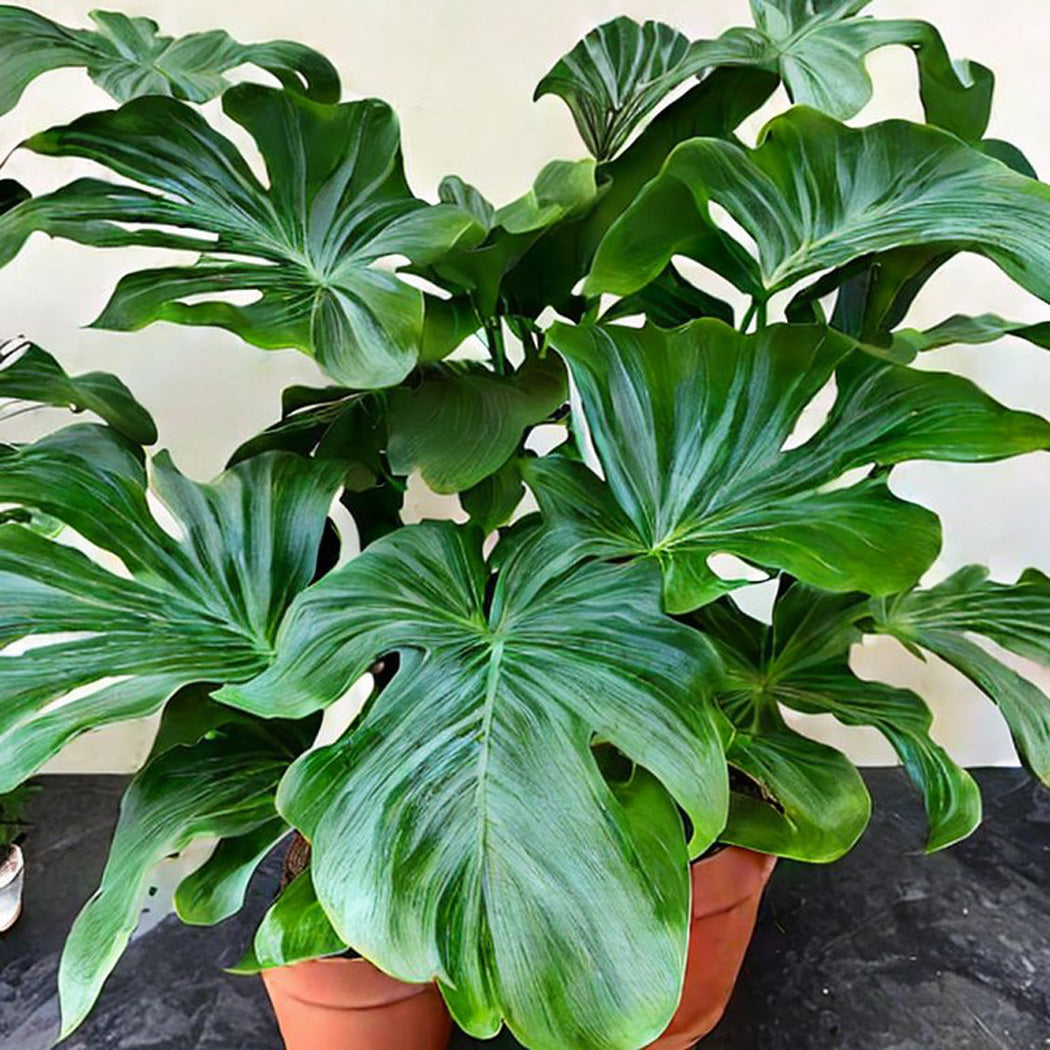 monstera adansonii variegata Monstera adansonii Aurea