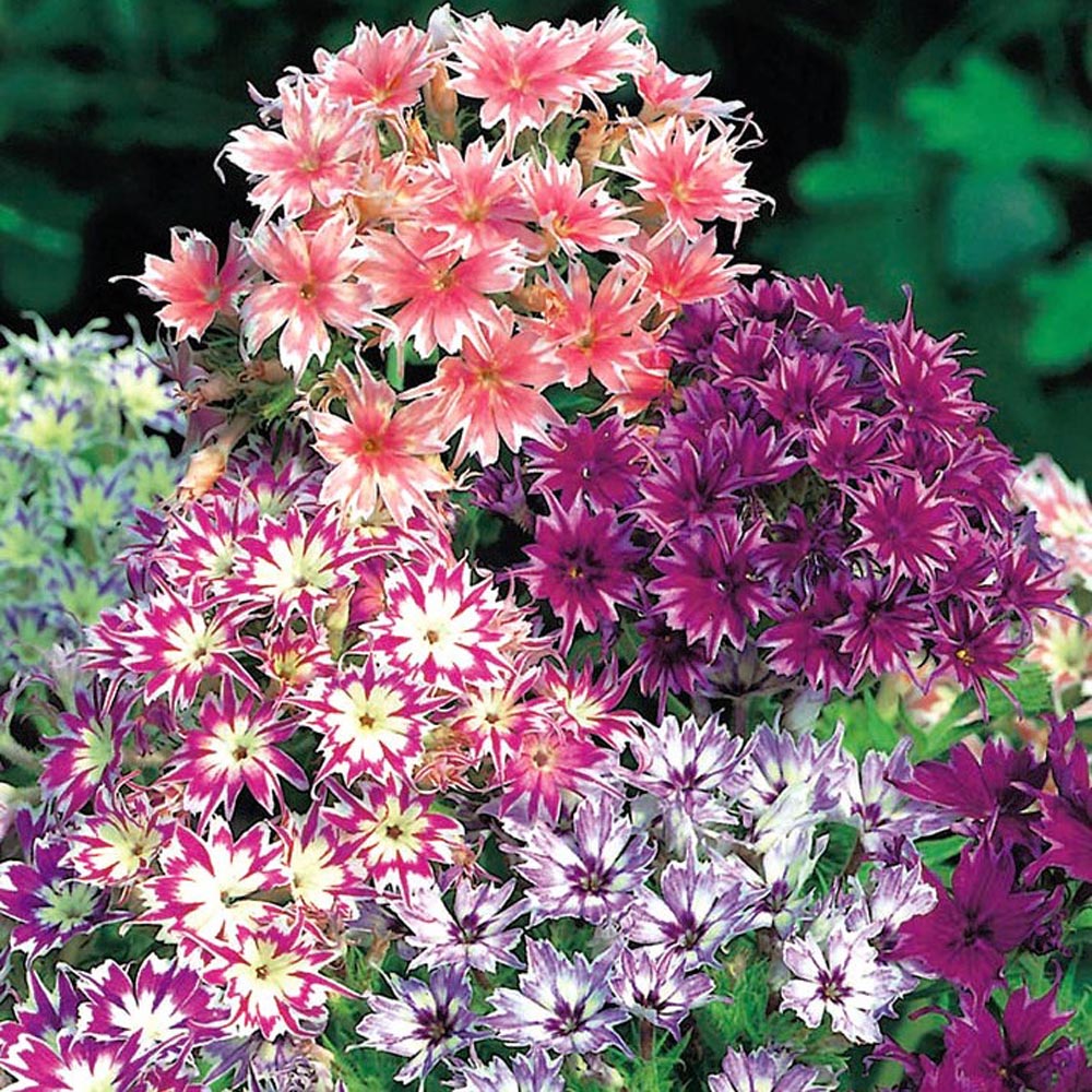 Phlox Twinkle Dwarf Star Mixed Flower Seeds Easy Grow Seeds