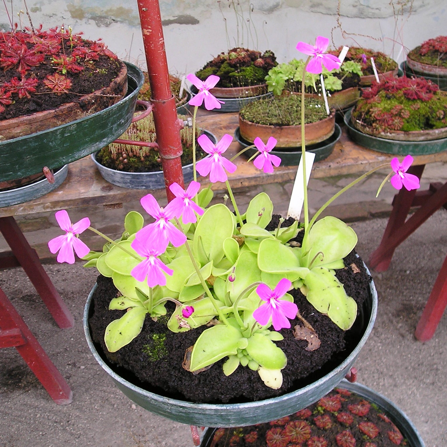indoor butterwort plants Butterworts Pinguicula Mixed Carnivorous Houseplant Seeds