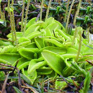 Butterworts Pinguicula Vulgaris Carnivorous Houseplant Seeds