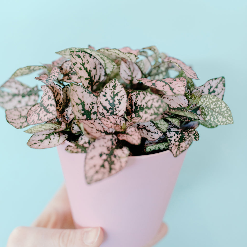 Pink Splash Polka Dot Houseplant Seeds – Easy Grow Seeds