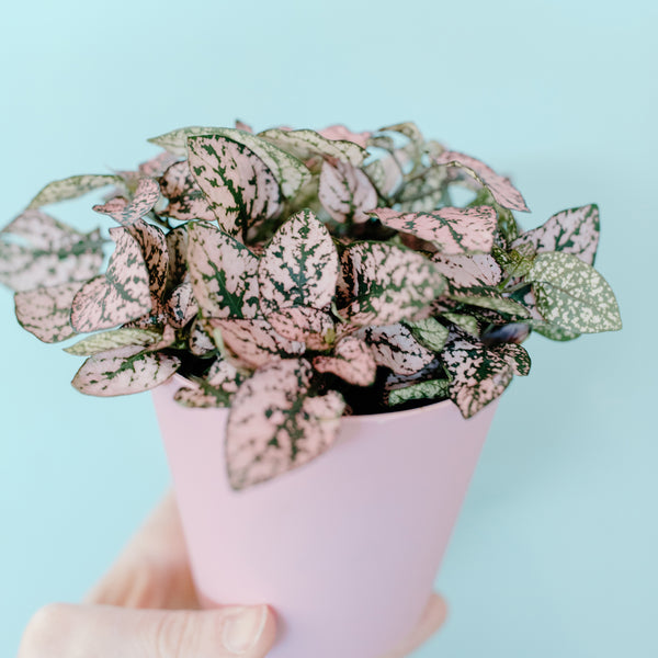 Pink Splash Polka Dot Houseplant Seeds
