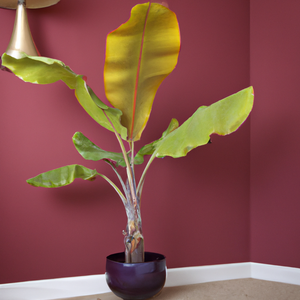 Dwarf Velvet Pink Banana Musa Velutina Houseplant Seeds