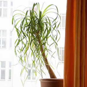 Ponytail Palm Beaucarnea recurvata Houseplant Seeds