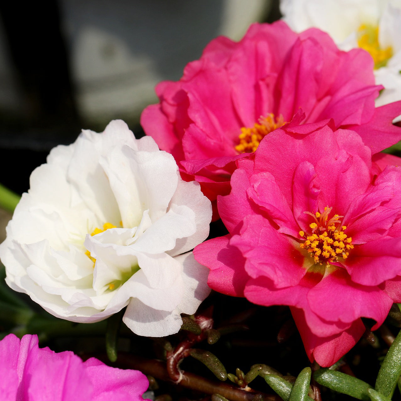 planting portulaca seeds Portulaca F1 Happy Hour Flower Seeds – Easy Grow Seeds