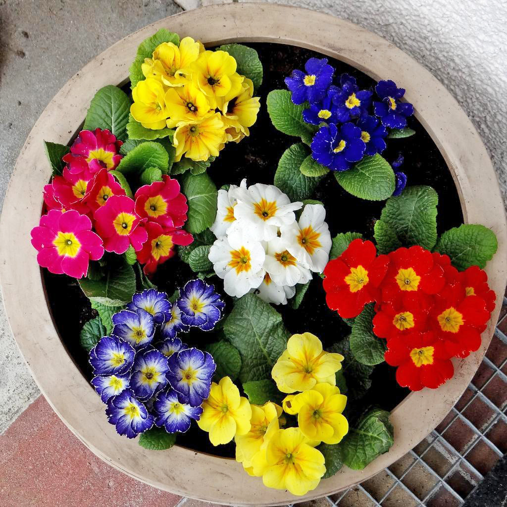 Primrose Acaulis Mixed Flower Seeds – Easy Grow Seeds