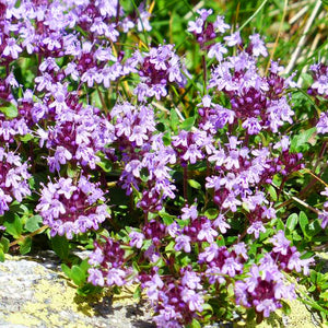 Purple Creeping Thyme Seeds