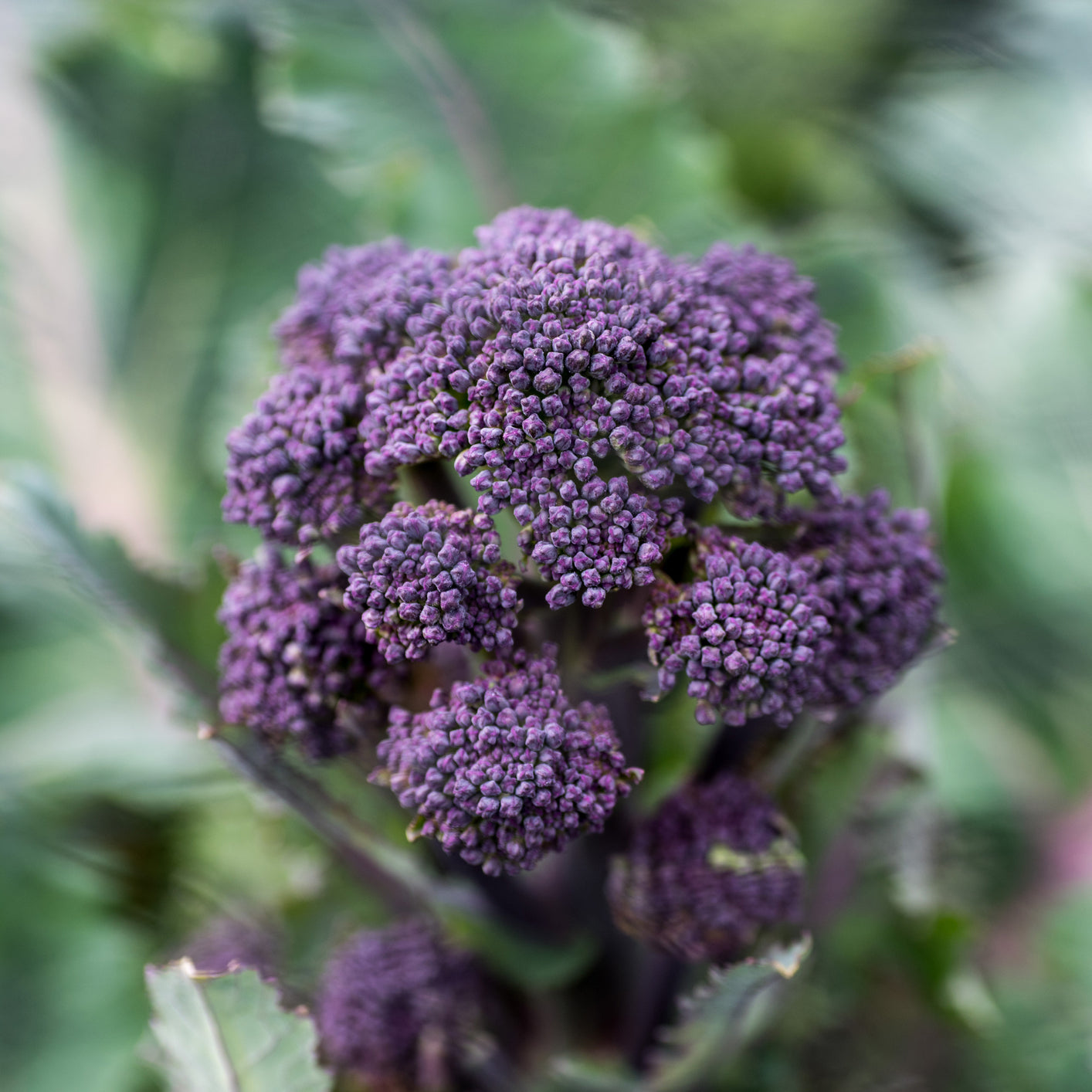 Purple Early Sprouting Broccoli Seeds