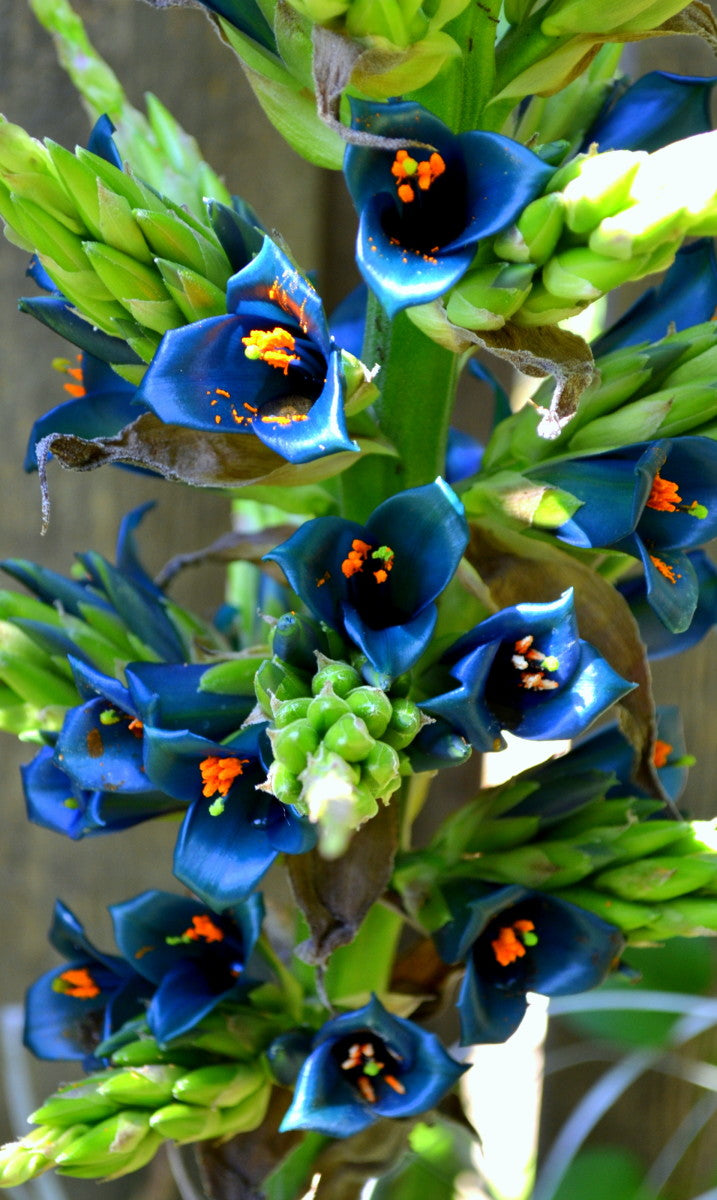sapphire tower succulent Sapphire Tower 'Puya Alpestris' Flower Seeds
