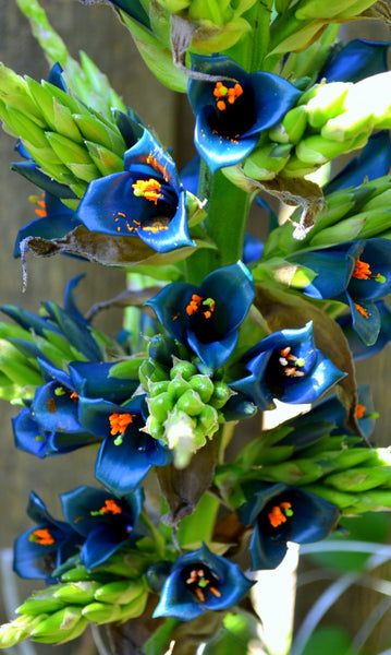 Sapphire Tower 'Puya Alpestris' Flower Seeds