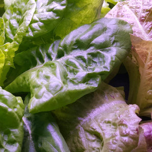 Radicchio Leonardo Salad Seeds