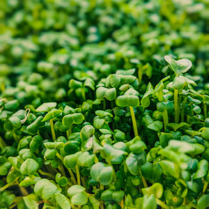 Radish Daikon Microgreen Seeds