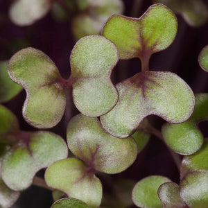 Red Cabbage Microgreen Seeds