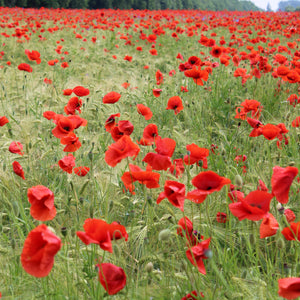 Flanders Red Field Poppy Flower Seeds