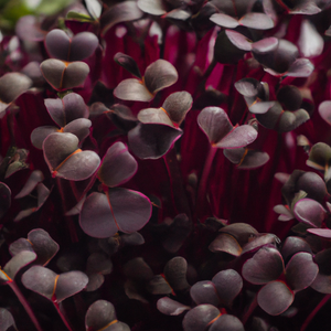 Red Russian Kale Microgreen Seeds