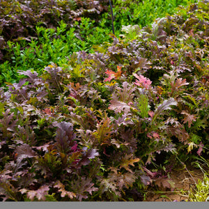 Red Mizuna Vegetable Seeds