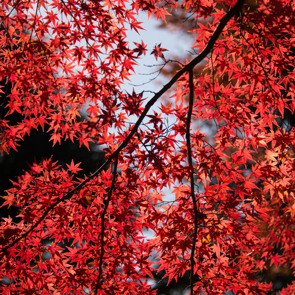 Red Sunset Maple Bonsai Houseplant Seeds