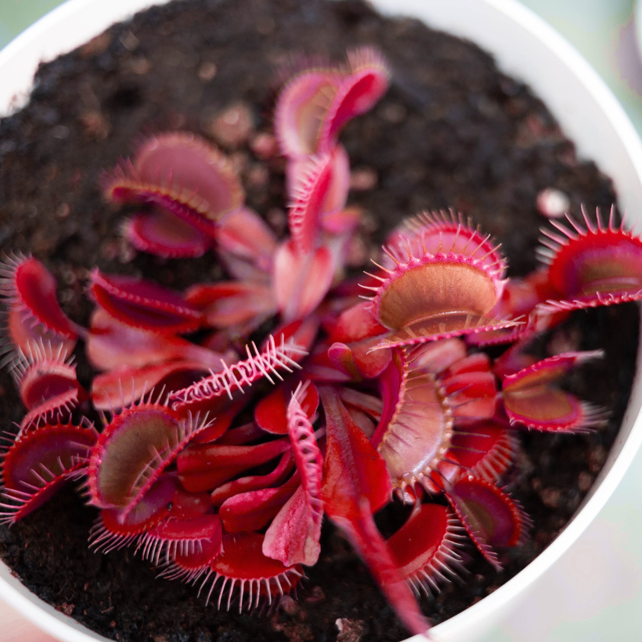 fly trap plant seeds Venus Flytrap Rare All Red Mixed Species Carnivorous Houseplant Seeds